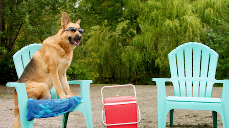 Watch Spark Strays. Episode 6 of Season 1.