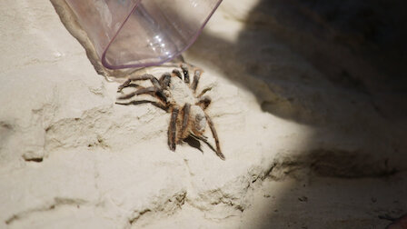 Watch A Venomous Adventure, Pt. 2. Episode 6 of Season 1.