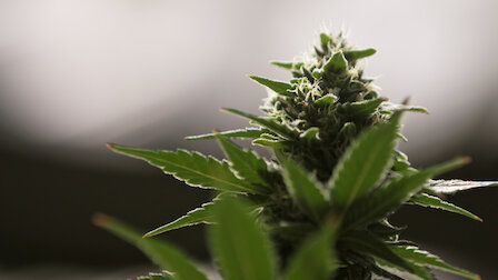 Ver Canábis. Episódio 12 da Temporada 1.