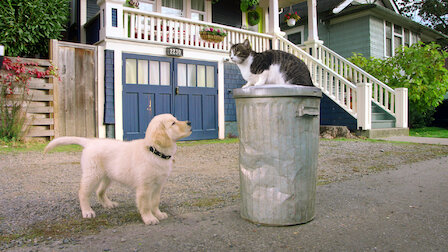 Watch Kitten Academy. Episode 8 of Season 1.