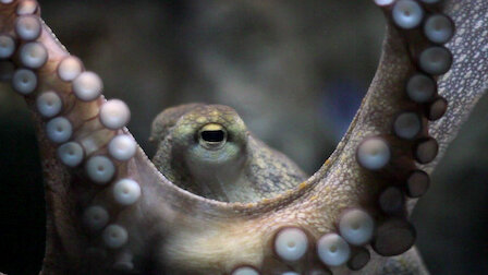 Ver Inteligência animal. Episódio 3 da Temporada 2.